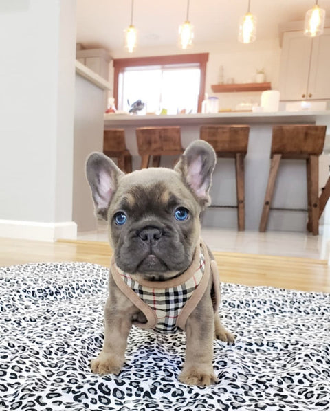 burberry dog harness