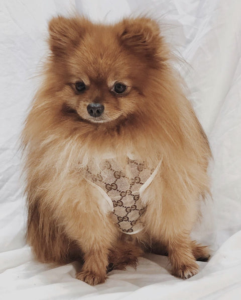gucci small dog
