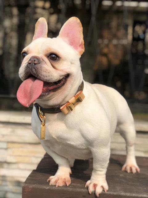 LUX Chewie V Metal Bow Tie Collar, Lead or Set